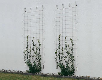 正方形パターンが付いている2つの小さい緑化正面が上昇の植物を励ますのに使用されている。