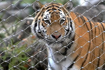 トラはフェルールのタイプ ステンレス鋼 ケーブルの動物園の網の穴を通って凝視している