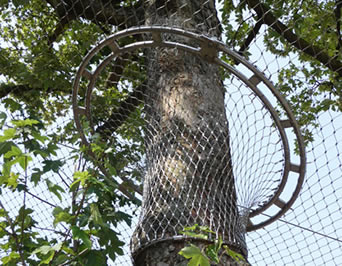 飼鳥園の網と高い木の間の接合は飛行から効果的に鳥を防ぐ密な網である。