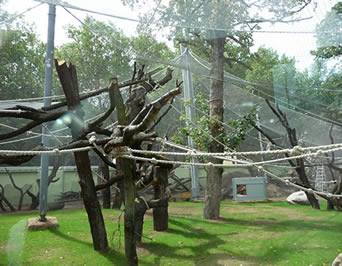 鳥が及ぶ大きい飼鳥園の網はあちこちに飛ぶ十分な部屋があるようにするに多くの木に。