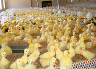 耐久性の鶏のアヒルの供給のためのプラスチック家禽の網および動物は保護します